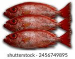 3 Red bigeye fish Isolated  On White Background