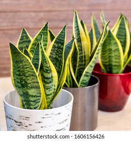 3 Sansevieria, Snake Plant In Pot