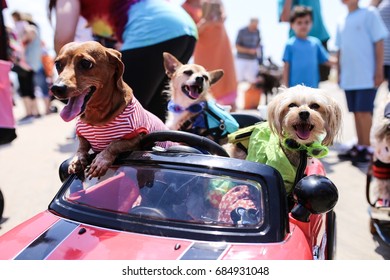 3 small dogs in a small car