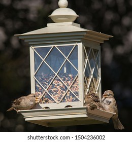3 sparrows perched on a ledge of a bird feeder enjoying a meal