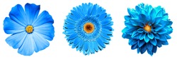 3 Ireale Exotice De înaltă Calitate Flori Albastre Macro Izolate Pe Alb. Obiecte De Felicitare Pentru Aniversarea, Nunta, Mamele și Femeile Design De Zi