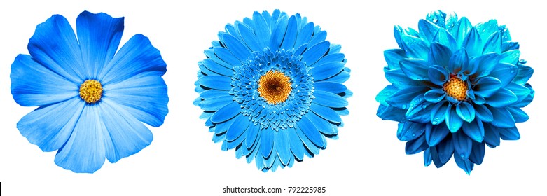 3 surreal exotic high quality blue flowers macro isolated on white. Greeting card objects for anniversary, wedding, mothers and womens day design - Shutterstock ID 792225985