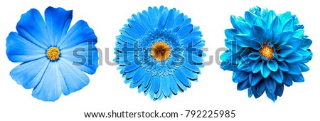 3 surreal exotic high quality blue flowers macro isolated on white. Greeting card objects for anniversary, wedding, mothers and womens day design