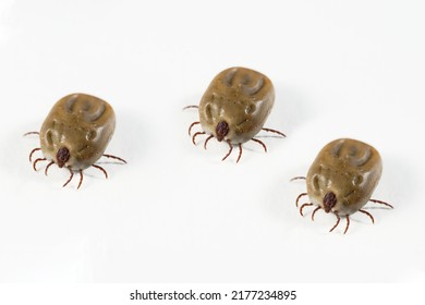 3 Tick Insect Isolated On White Background. Parasitic Mite. Acarus. Insect Whose Bite Causes Lyme Disease.