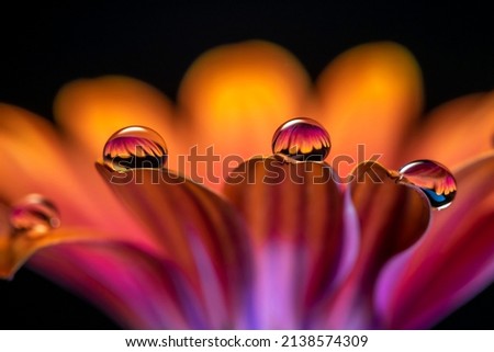 3 translucent dew water drops on a flower petals  