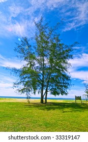 3 at Tree