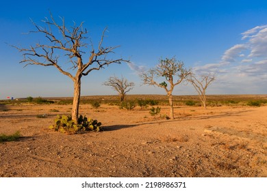 3 Trees In The West Texas Desert During The Evening