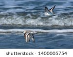 3 Triplet sandpipers flying along the North Sea coast - Schiermonnikoog, The Netherlands
