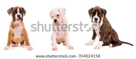 3 types of boxer puppies isolated over a white background