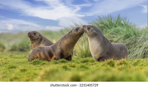 3 young pretty Antarctic fur seals  Antarctic fur seal babies (Arctocephalus gazella) playing Together in South Georgia in their natural environment in the water