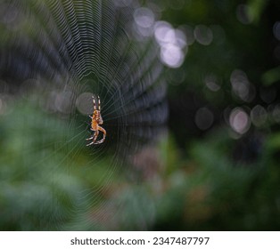 30.07.2023. Arandjelovac, Serbia. Outdoor photos in public park. Isects, spiders, lizards in the park, details in selective focus.