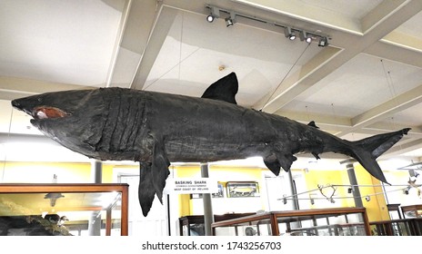 30th April 2020, Dublin, Ireland. Great  Basking Shark, Caught Off The West Coast Of Ireland, Displayed In The Natural History Museum Of Ireland On Merrion Street, Dublin.