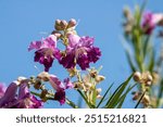 31 Aug 24, Oak Glen Preserve, Desert Willow 