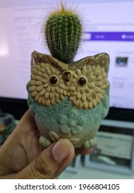 31 Dec 2020 11 Am. An Owl With Cactus.