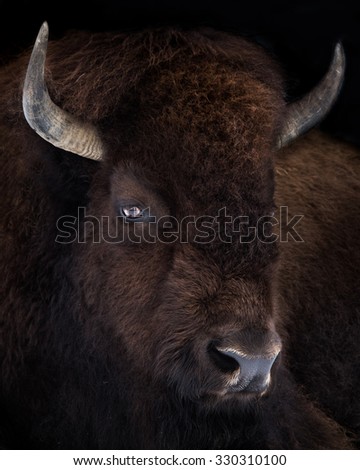 3/4 Portrait of an American Bison in  a Black Background