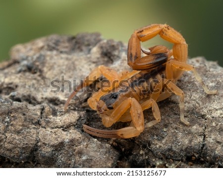 34 view of a tiny juvenile Brazilian scorpion (Tityus stigmurus) on a piece of bark. These scorpions are parthenogenetic: females give birth without mating with a male 