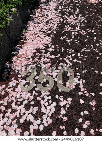 350 number in park street covered by fallen cherry blosom flower