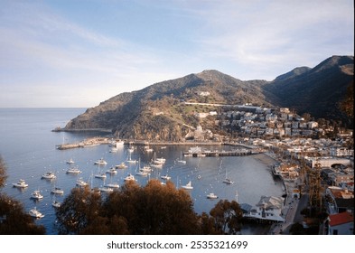 35mm film photos of palm trees in the Catalina Island harbor in California. - Powered by Shutterstock