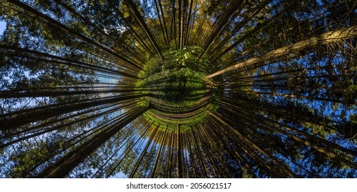 360 degree hyperbolic little planet projection of full spherical panorama in sunny autumn day in pine forest with long shadows
