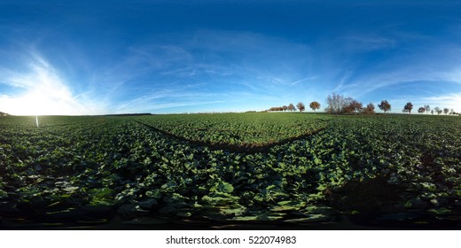 360 Degrees Spherical Panorama Of Agricultural Fields With Green Plants And Blue Sky In Autumn