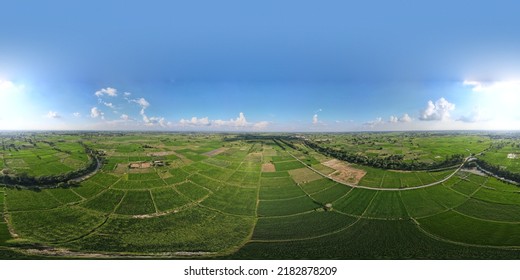 A 360-degree Aerial Panorama Of Lush Green Rice Fields In District Narowal Of Punjab Province. 