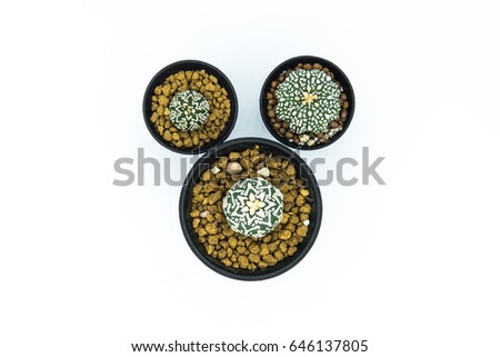 3cactus on the white background.