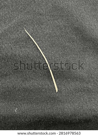 A 3-cm-long skipjack tuna bone