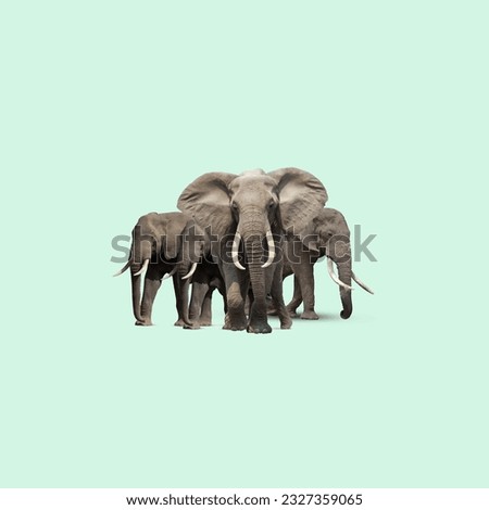 3d, abstract, adventure, africa, african, animal, art, backdrop, background, black, collection, country, creature, drawing, drawn, elephant, face, fauna, forest, hand, isolated, jungle, landscape, lar