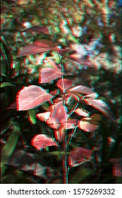 3D Anaglyph Of Natural Garden Plant