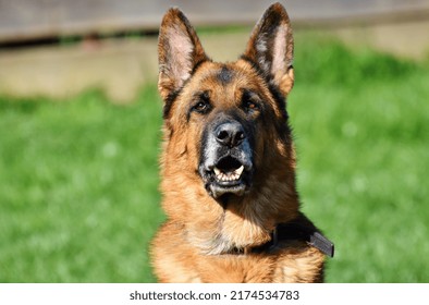 3D Brown and Black German Shepherd Dog