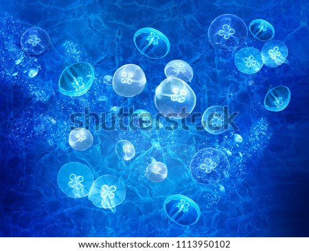 3d floor. A beautiful seabed with jelly fish. Underwater world. High quality image. Sea background