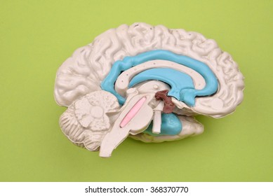 3D human brain model from external on green background