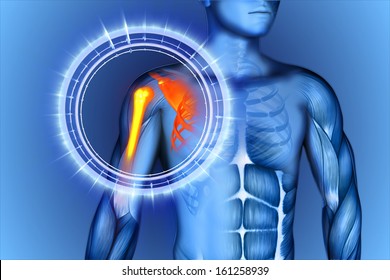 3D illustration shoulder scapula clavicle