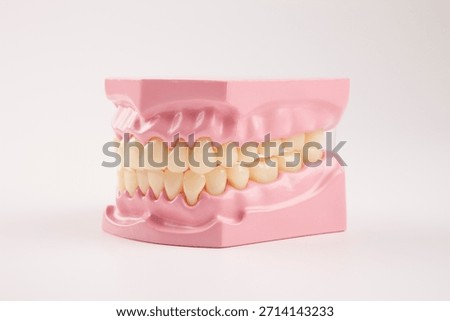 3D model of human teeth displayed on a table for educational purposes in a dental office setting