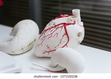 3d Models Of Organs. Printed On A 3D Printer Heart.