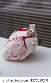 3d Models Of Organs. Printed On A 3D Printer Heart.