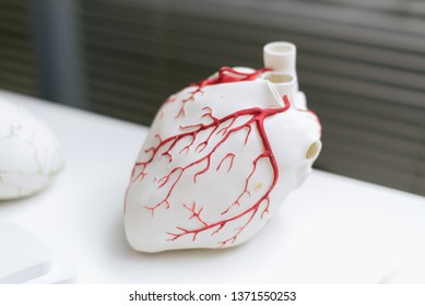 3d Models Of Organs. Printed On A 3D Printer Heart.