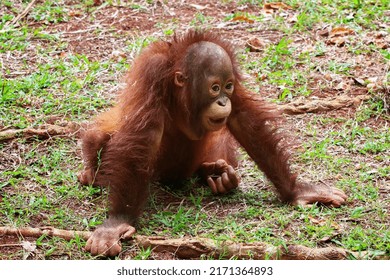 3d orangutan children are seen playing alone