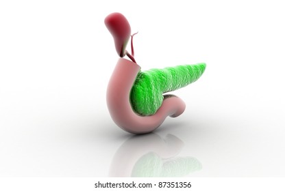 3D Pancreas Isolated On A White Background