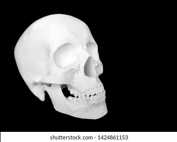 3D Print Skull Model Isolate On Black Background With Copy Space On The Right Side. Medical Model. 