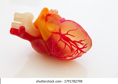 3D Printed Human Heart. 3d Printing Technology.