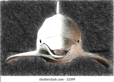 3d rendered dolphin sketch