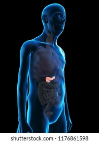 3d rendered medically accurate illustration of an old mans pancreas
