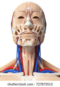 Anatomy Of The Head And Neck Images, Stock Photos & Vectors | Shutterstock