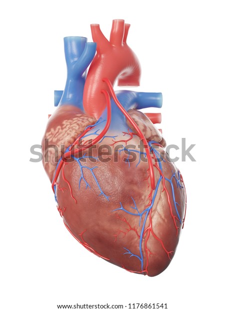 2つのバイパスを持つ心臓の3dレンダリングされた医学的に正確なイラスト の写真素材 今すぐ編集