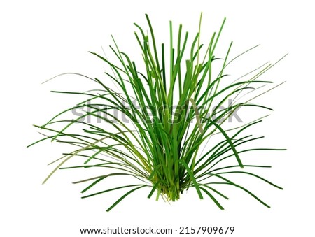 3D rendering of a green lomandra grass isolated on white background Foto d'archivio © 