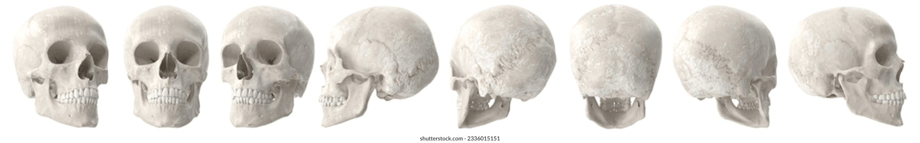 3.ª representación de un cráneo sobre fondo en blanco