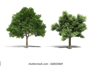 3D Tree Render On White Background