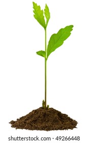 3-week Seedling Oak, Isolated On White