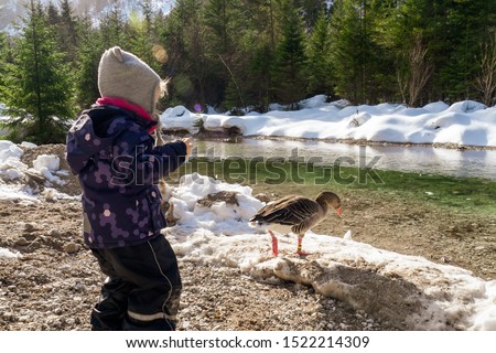 3-years old girl chasing a greylag goose at the water's edge of the Alm river near Grünau im Almtal, Austria